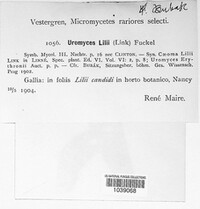 Uromyces aecidiiformis image